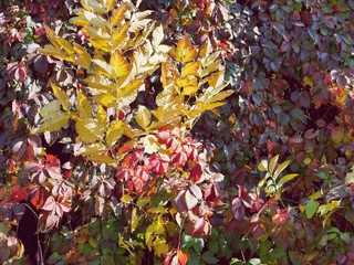  Bright colorful autumn leaves, seasonal texture, in natural environment