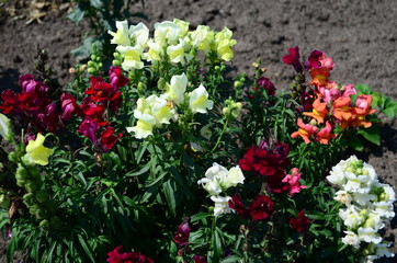 Fototapeta na wymiar Colorful Snapdragons in the garden close up