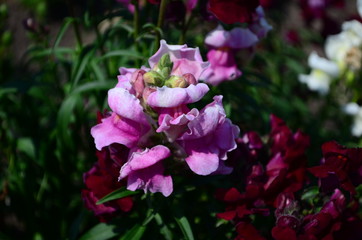 Colorful Snapdragons in the garden close up