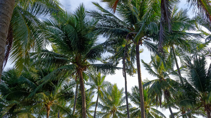 Fototapeta na wymiar palm trees on a background of blue sky