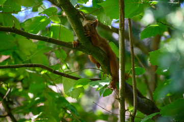 Eichhörnchen