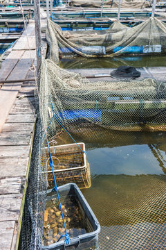 Shell seafood in net basket in a fish farm