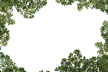 Fototapeta premium Fresh and green leaves isolated on white background, Natural backgrounds.