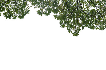 Fresh and green leaves isolated on white background with clipping path, Natural backgrounds.