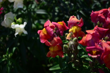 Colorful Snapdragons in the garden close up