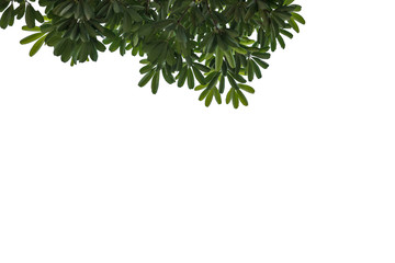 Fresh and green leaves isolated on white background with clipping path, Natural backgrounds.