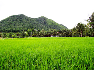Chang-Hua-Mun" Royal Initiative Project.Rice field in Thailand.