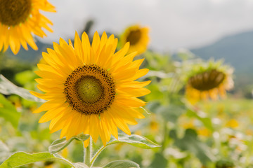 blooming sunflowers on a background blue sky. Sunflowers Field