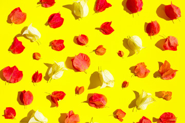 Beautiful red and white bougainvillea flower on yellow background.