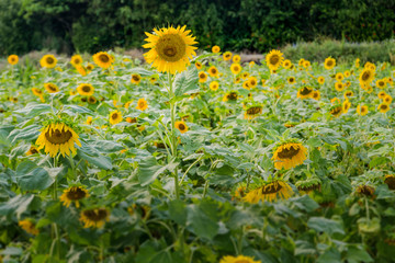 Obraz premium blooming sunflowers on a background blue sky. Sunflowers Field