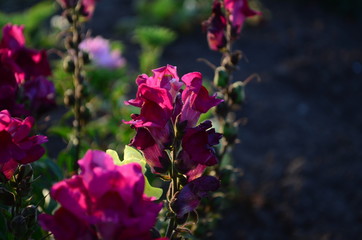 Colorful Snapdragons in the garden close up