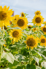 blooming sunflowers on a background blue sky. Sunflowers Field