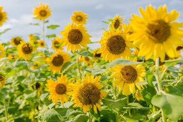 blooming sunflowers on a background blue sky. Sunflowers Field