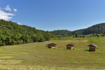 Small three wooden brown huts are in the dry yellow and green ladder rice field on the hill nearby mountains with clear blue sky and clouds in northen of Thailand