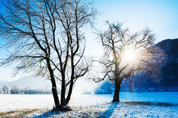 Frosted trees in the morning sunlight. Beautiful winter landscape in Alps mountains, France