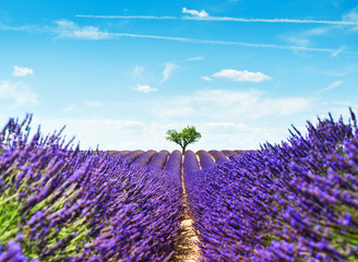 Lavender fields landscape with lonely tree near Valensole, Provence, France. Selective focus