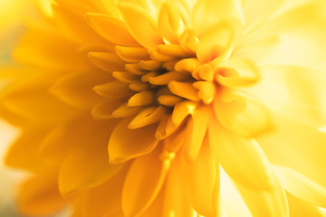 Yellow chrysanthemum blurred floral background