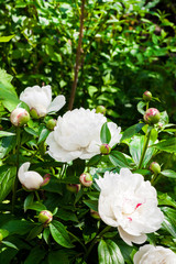 Close-up of white peony on green garden background