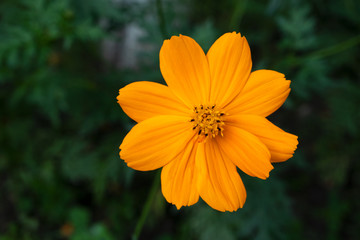 Orange sulfur cosmos flower on dark green background. Macro flower