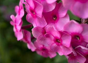 Close-up pink garden phlox backdrop with selective focus
