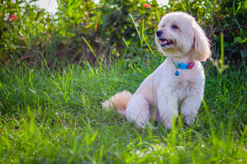 Looking up brown cute poodle puppy sitting on ground, Cute white poodle dog on green park background, background nature, green, animal, relax pet, puppy poodle dog sit down looking