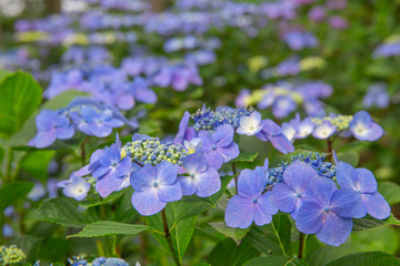 伊那　あじさい寺