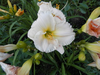 daylily flower in my garden