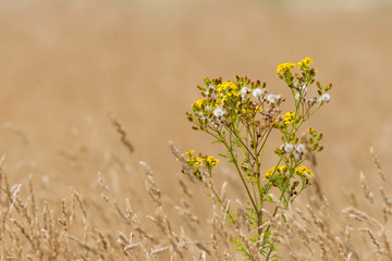 Closeup of a common ragwort in summer