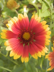 gaylardiya flower in my garden