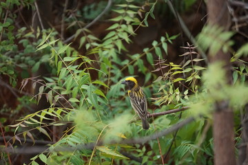 Baya Weaver's portrait