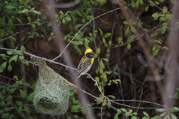 Baya Weaver in the wild