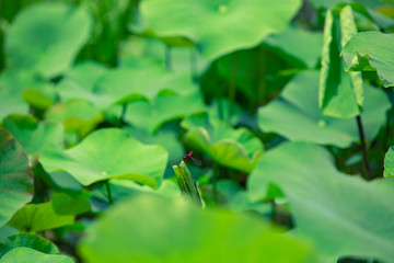 ハス池で休むトンボ