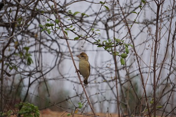 Baya Weaver on the branch