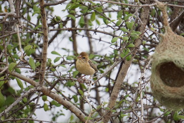 Lookin' at neighbors