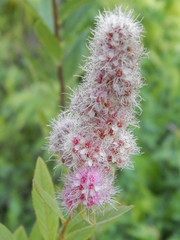 spirea flower in my garden