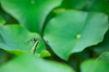 ハス池で休むトンボ