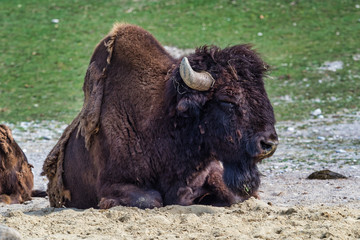 American buffalo known as bison, Bos bison in the zoo