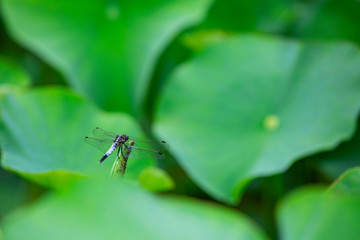 ハス池で休むトンボ