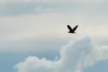 A juvenile black crowned night heron in flight