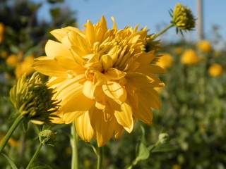 flower rudbeckia in my garden