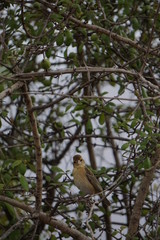 Male Baya Weaver lookin'