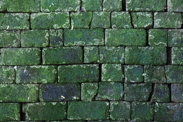 Exterior brick wall weathered.Brick floor with green lichen.