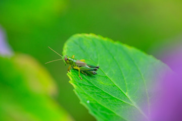 紫陽花の葉っぱに乗るイナゴ