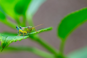 紫陽花の葉っぱに乗るイナゴ