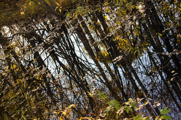 Reflection of the autumn forest in a puddle