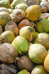Coconuts on the ground fitted one above the other. Tropical picture.