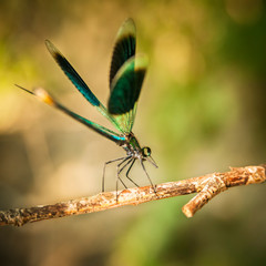 Dragonfly sits on a branch above the stream