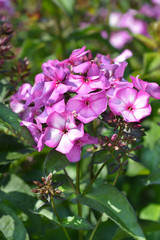 Perennial phlox Amethyst