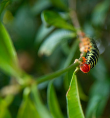 a natureza