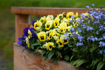 Closeup of garden pansies and forget me nots in a flower pot